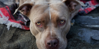 Portrait of a pit bull dog resting on a beach