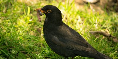 a black bird clasps a worm in its beak