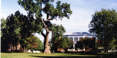 Image of the Liberty Tree where it stood on the campus of St. John's College, Annapolis Maryland