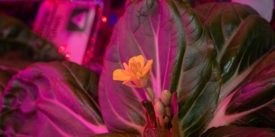 leafy greens and a flower grown on the International Space Station