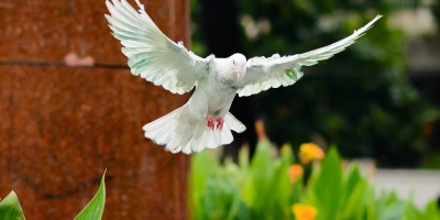 dove flying with wings swept wide open, its head and beak facing downward
