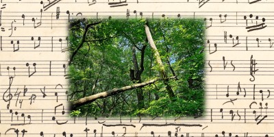 image of a fallen tree leaning against a living tree in a green Michigan forest, set on top of an old piece of sheet music