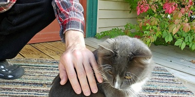 gray cat on a porch looks over its shoulder as human crouches and pets him