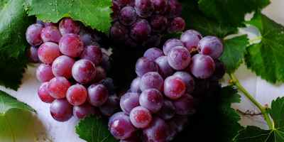 clumps of purple grapes surrounded by leaves and drops of moisture