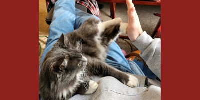a gray cat lounges on a man's lap and appears to give him a high-five with one of his paws